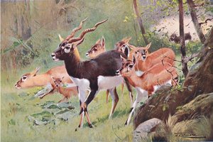 Zwarte bok, uit Wildlife of the World gepubliceerd door Frederick Warne & Co, ca. 1900